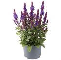 Afbeelding van VP Salvia Nemerosa P19 Nem. Marvel Blue knop